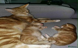 British Shorthair cats for sale: Ginger Kitten - Image 2