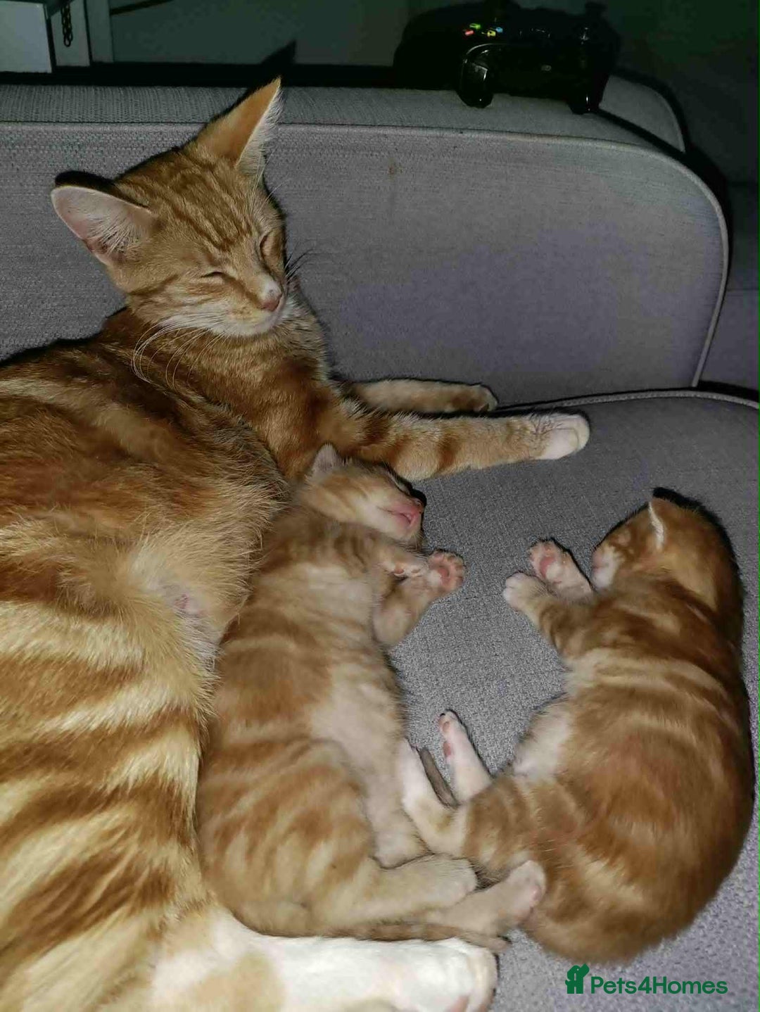 British Shorthair cats for sale: Ginger Kitten - Image 2