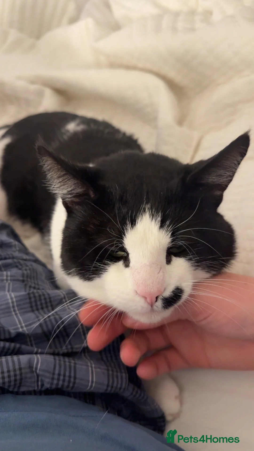 Mixed Breed cats for sale: Male cat for adoption  in Clacton-on-Sea - Advert 3