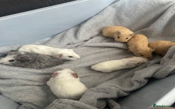 Guinea Pig rodents for sale: Baby guinea pigs  - Image 5