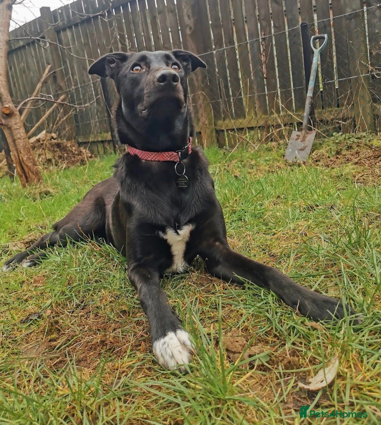 Mixed Breed dogs Lottie - Advert 1