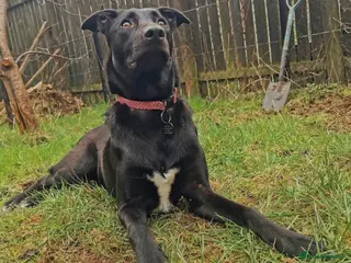 Mixed Breed dogs Lottie - Advert 2