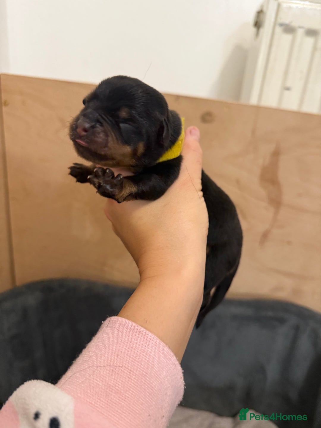 Rottweiler dogs for sale: Chunky Rottweiler puppies - Advert 8