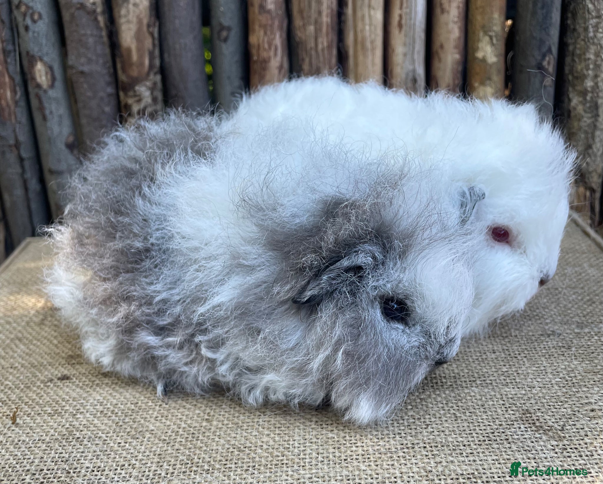 Guinea Pig rodents Baby Swiss Teddy brothers - Advert 5