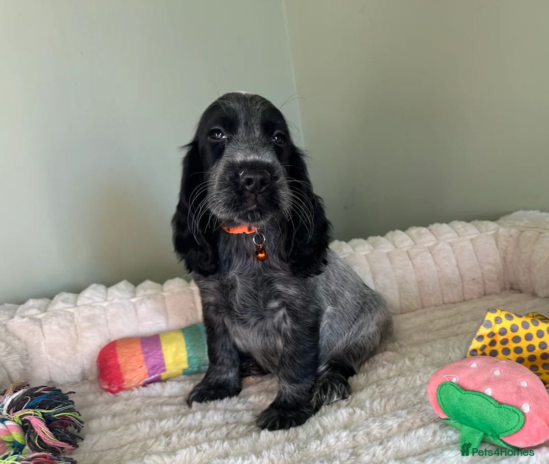 Cocker Spaniel dogs for sale: KC Registered Show Type Cocker Spaniels - Advert 9