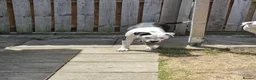 American Bulldog dogs for sale: American bulldog in Sheffield - Advert 4