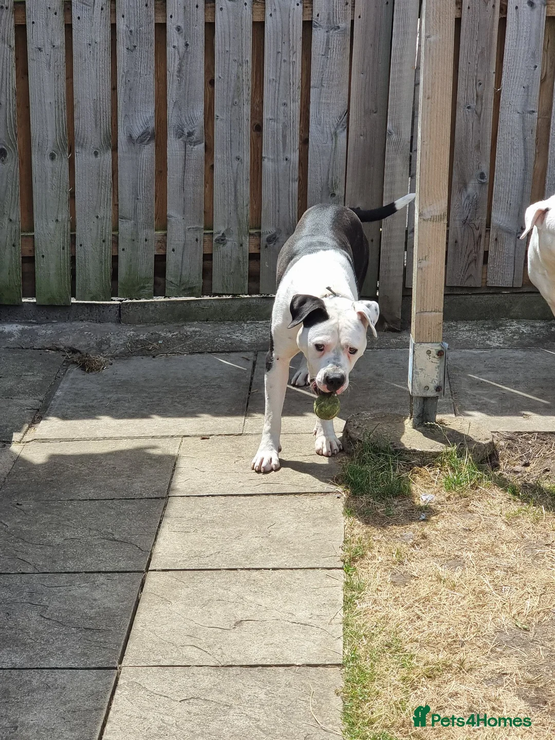 American Bulldog dogs for sale: American bulldog in Sheffield - Advert 4