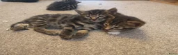 Bengal cats for sale: Beautiful Bengal Cross kittens  in Battle - Advert 5