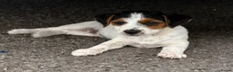 Jack Russell dogs for sale: Traditional short-legged Jack Russell puppies. - Advert 7