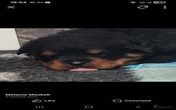 Rottweiler dogs for sale: Top quality European bloodlines rottweiler Puppies - Image 1