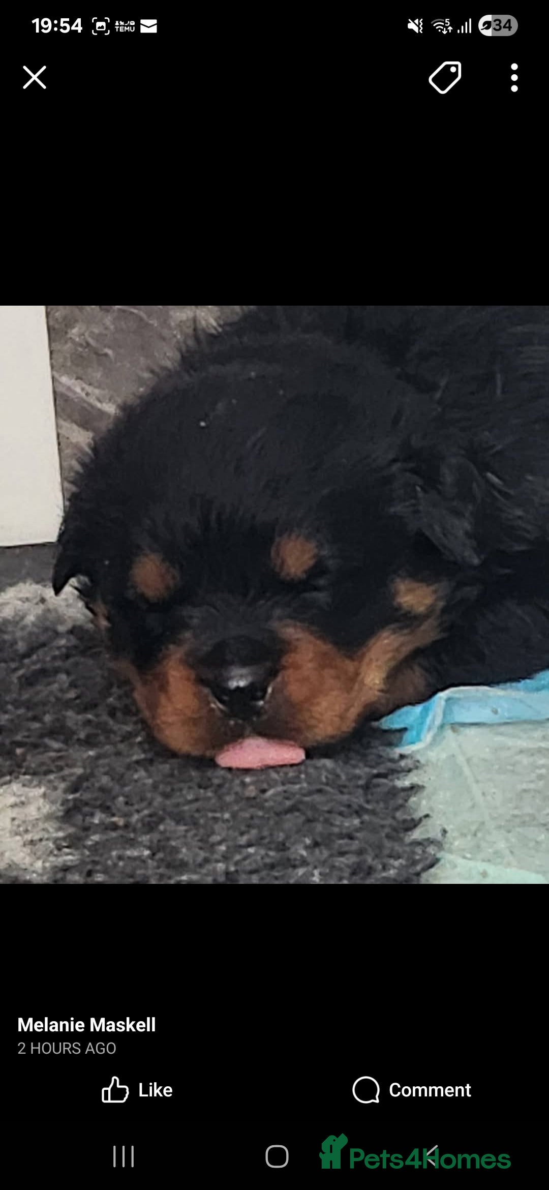 Rottweiler dogs for sale: Top quality European bloodlines rottweiler Puppies - Image 1