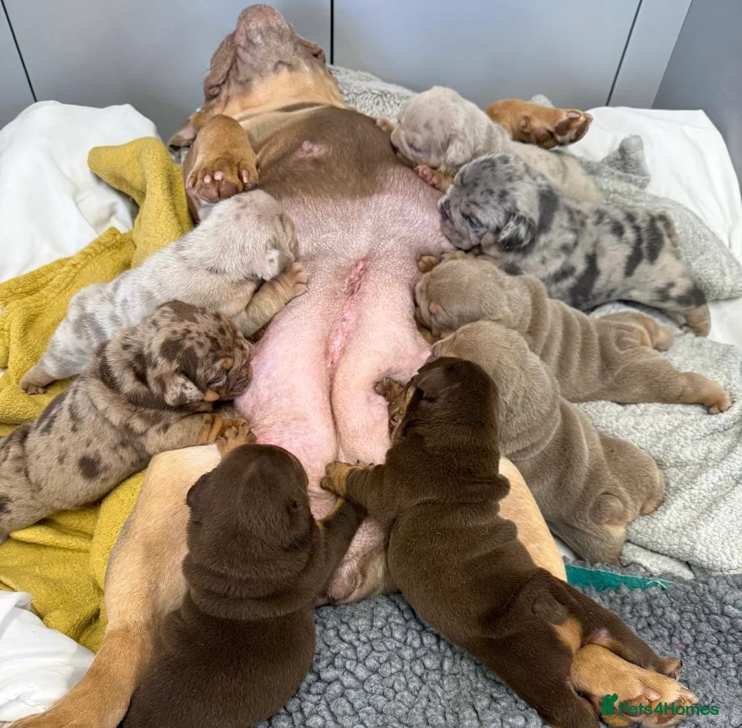 English Bulldog dogs for sale: DOLCEE AND KOBE SHORT COMPACT! 💥 - Advert 1