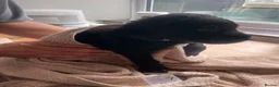 Labrador Retriever dogs for sale: Purebred Black Labrador - Advert 14
