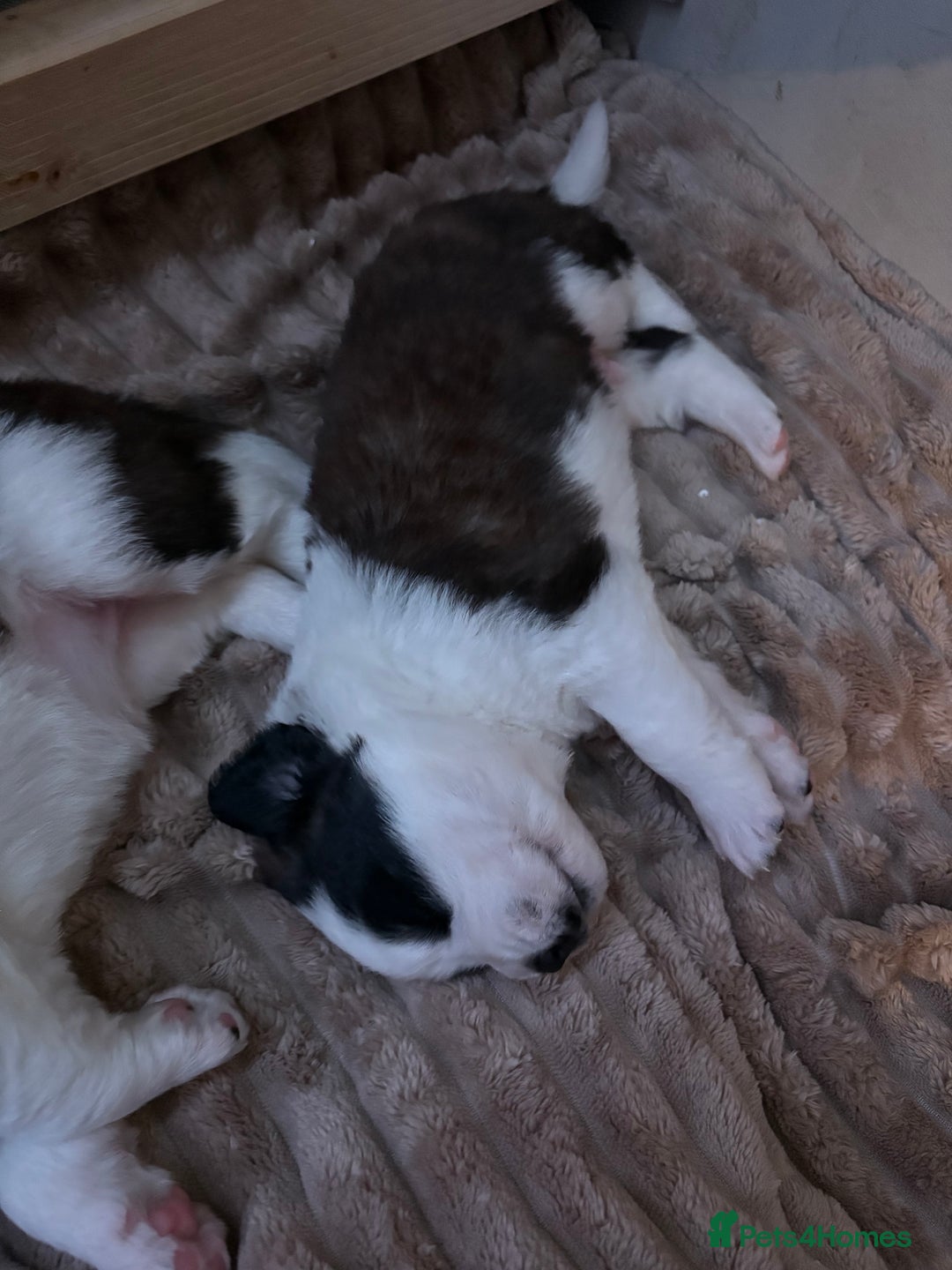 Saint Bernard dogs for sale: Saint Bernard puppies for sale  - Advert 8