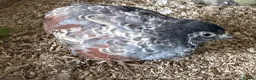 Quail poultry for sale: Chinese painted!Button male Quail  - Advert 2