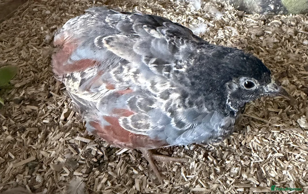 Quail poultry for sale: Chinese painted!Button male Quail  - Advert 2