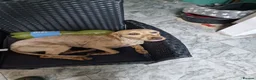Labradoodle dogs for sale: This is daisy looking for a loving home - Advert 15