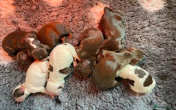Sprocker dogs for sale: Beautiful F1 Sprocker Spaniel Puppies. in King's Lynn - Image 16