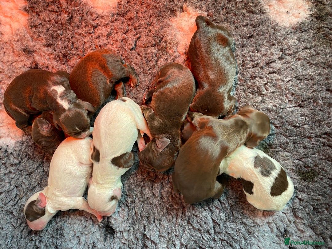 Sprocker dogs for sale: Beautiful F1 Sprocker Spaniel Puppies. in King's Lynn - Image 16