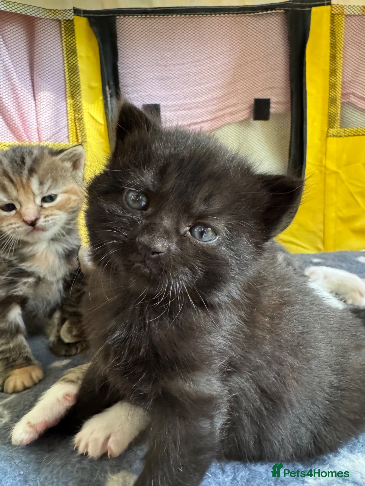 Mixed Breed cats  Beautiful half Maine coon kittens  - Advert 1