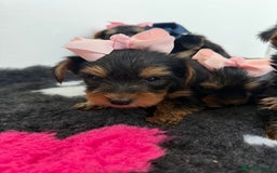 Yorkshire Terrier dogs for sale: Yorkshire Terrier Puppy 5 - 6 beautiful Yorkshire terriers  - Image 10