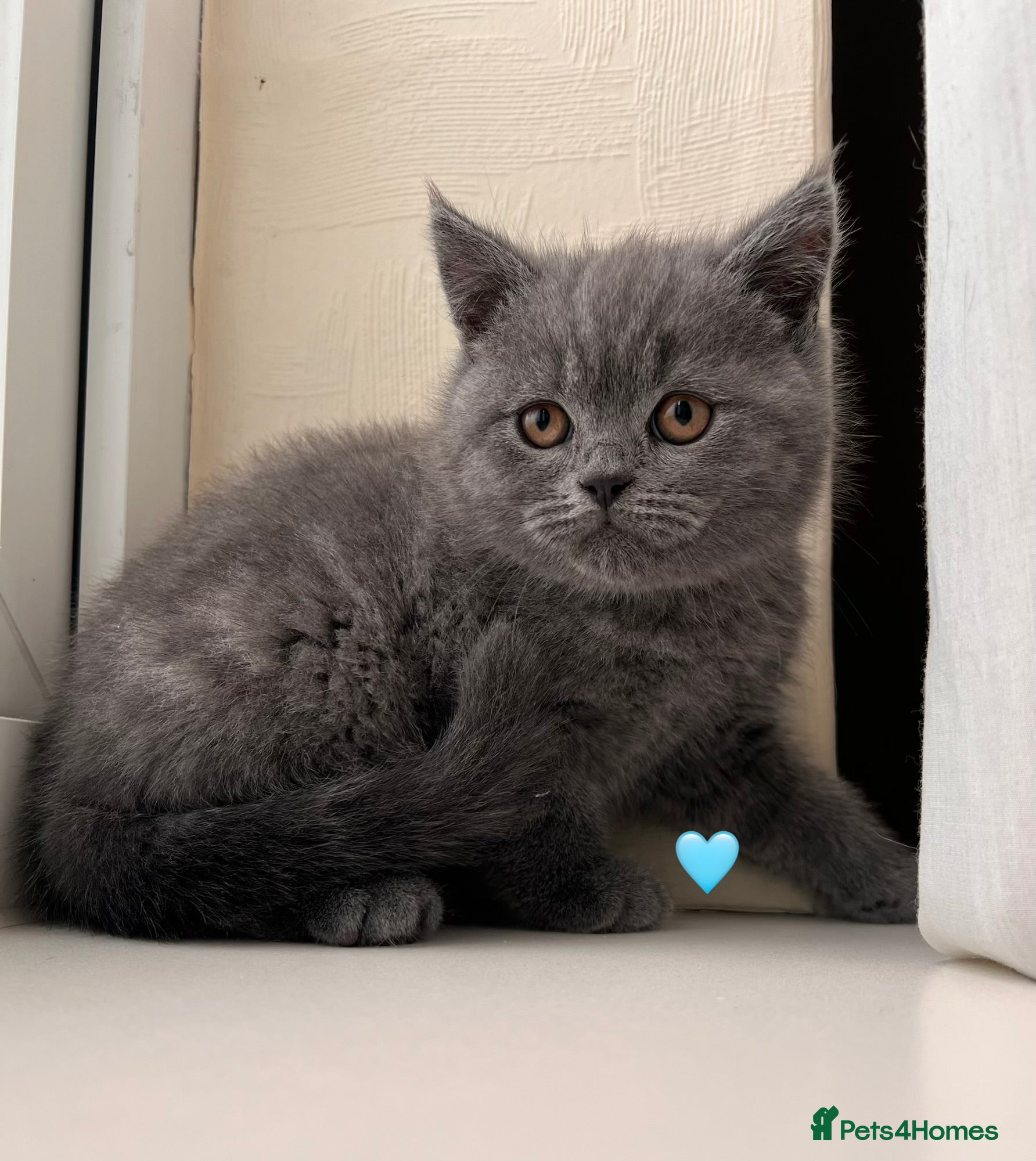Scottish Fold cats Lovely Scottish fold/straight Kittens  - Advert 3