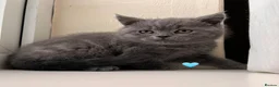 Scottish Fold cats for sale: Lovely Scottish fold/straight Kittens  - Advert 6