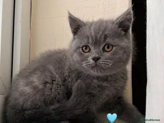 Scottish Fold cats Lovely Scottish fold/straight Kittens - Advert 3