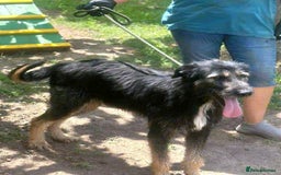 Mixed Breed dogs for adoption: Jules - a Lovely young boy for a Loving Home - Image 4