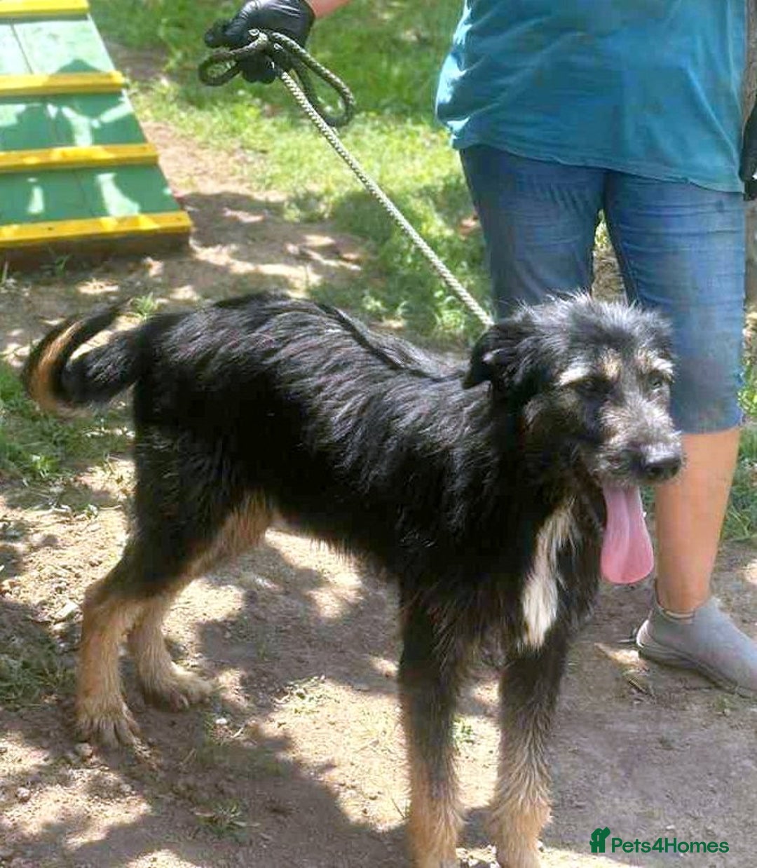 Mixed Breed dogs for adoption: Jules - a Lovely young boy for a Loving Home - Image 4