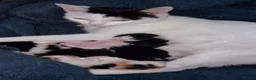Mixed Breed cats for sale: 3 beautiful kittens  - Advert 5