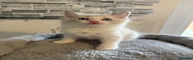 Ragdoll 2