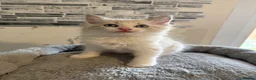 Ragdoll cats for sale: Stunning Ragdoll kittens - Advert 16