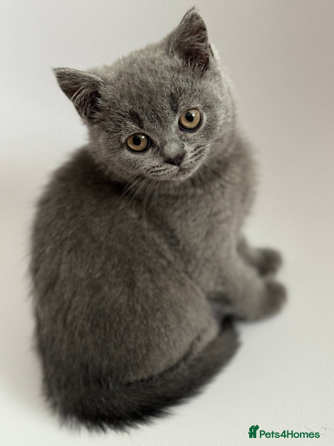 British Longhair cats for sale: Lovely kittens - Advert 2