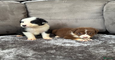 Australian Shepherd dogs - Advert 6