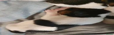 Jack Russell 3