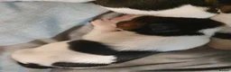 Jack Russell dogs for sale: GORGEOUS TRI-COLOURED JACK RUSSELL PUPPIES - Advert 5