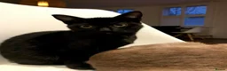 Mixed Breed cats for sale: 5 gorgeous Siamese/American long hair kitten - Advert 5