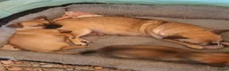 Pomchi dogs for sale: Adorable Pomchi pups in Liverpool - Advert 15