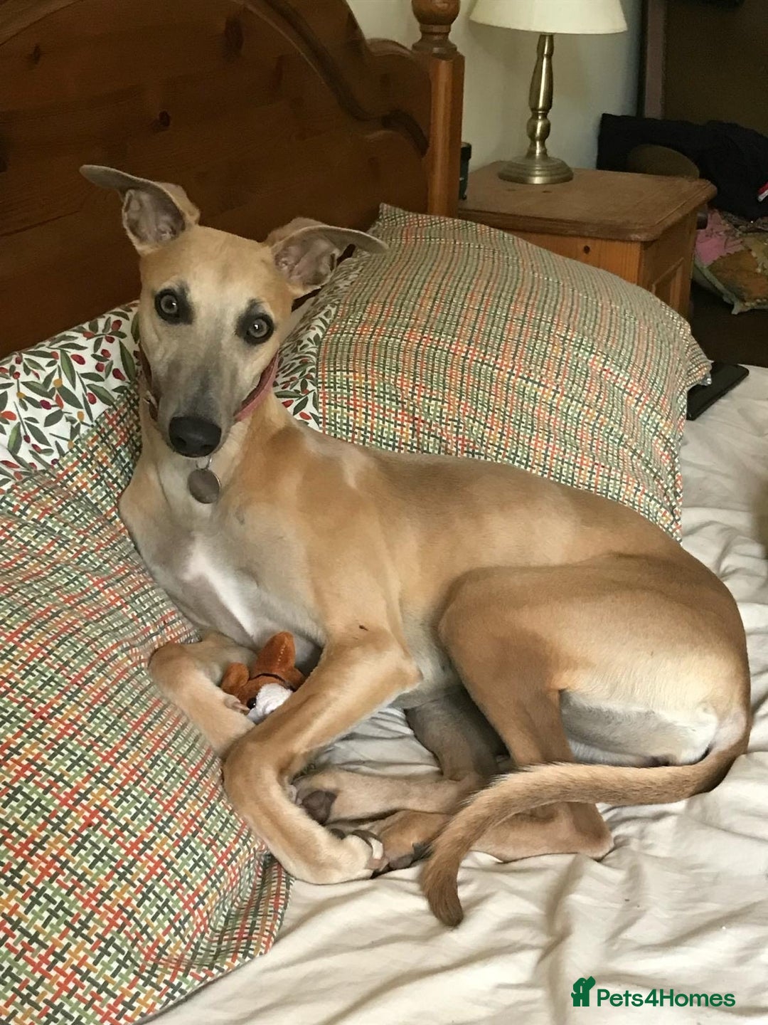 Whippet dogs for sale: 2 Gorgeous KC registered boy whippet puppies  - Advert 8