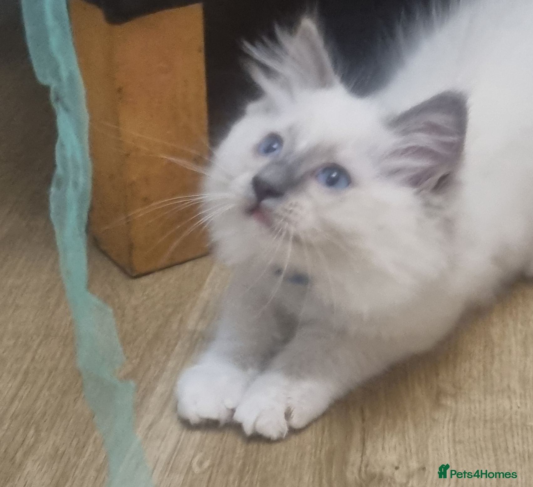 Ragdoll cats ONLY ONE BOY LEFT GCCF/TICA RAGDOLL PEDIGREE - Advert 2