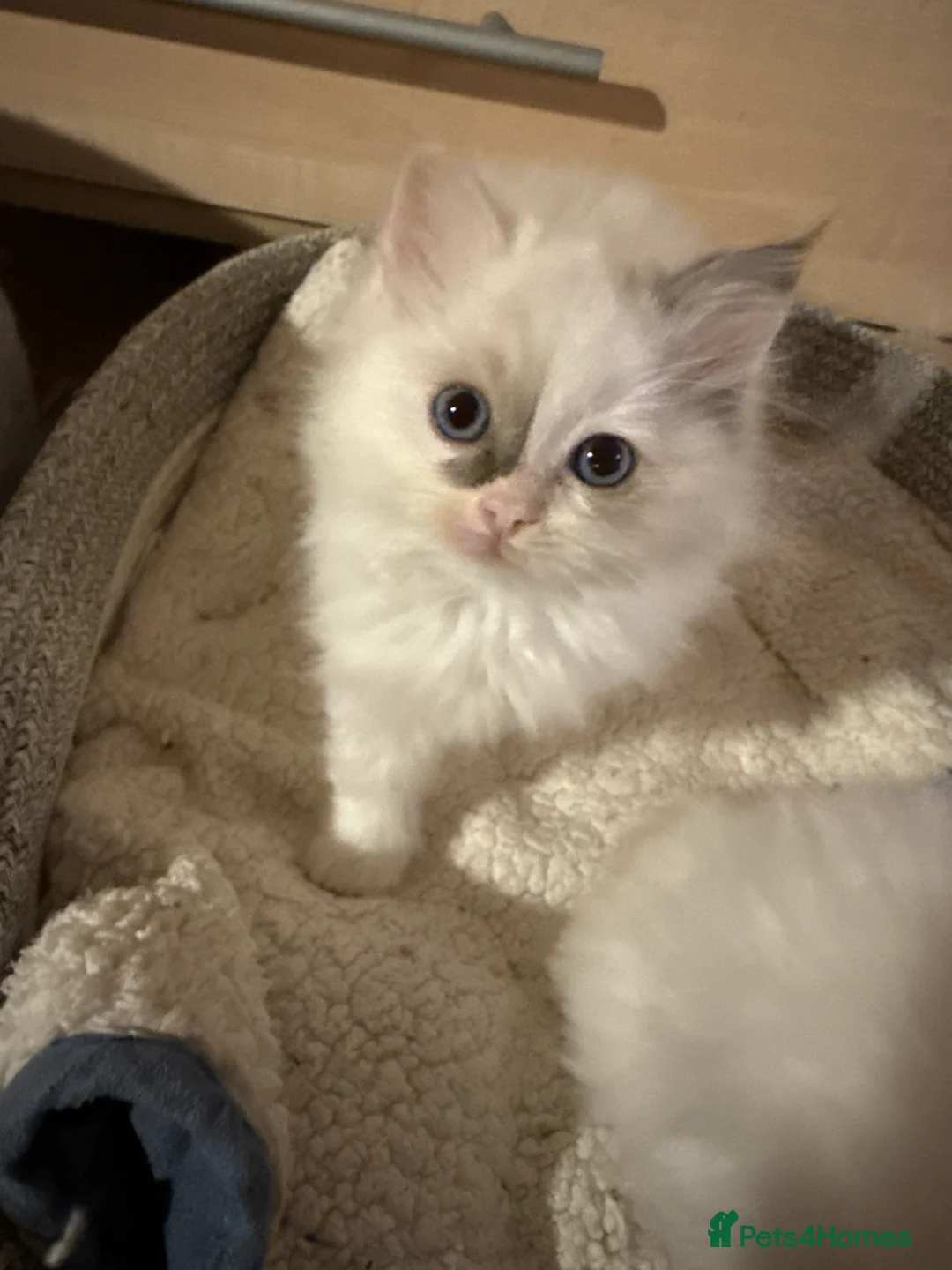Ragdoll cats for sale: Ragdoll female kitten READY NOW - Advert 5