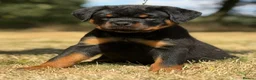 Rottweiler dogs for sale: ⭐️ Best Breeding in the UK 🇬🇧 ⭐️ - Advert 14