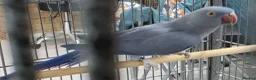 Ringnecks birds for sale: Violet Blue Indian Ringneck Hen for sale - Advert 5