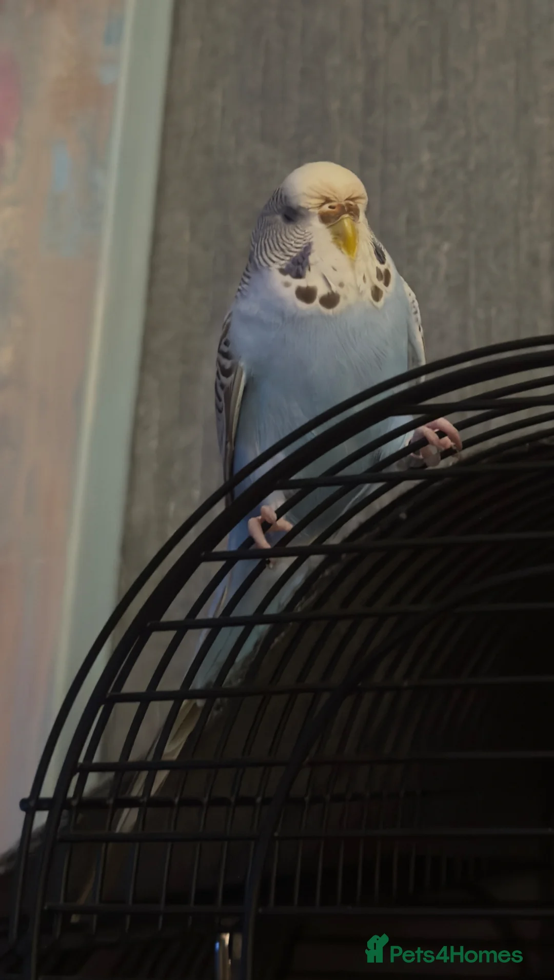 Budgerigars birds for sale: Budgie for sale. in Bilston - Advert 1