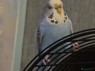 Budgerigars birds Budgie for sale. - Advert 1
