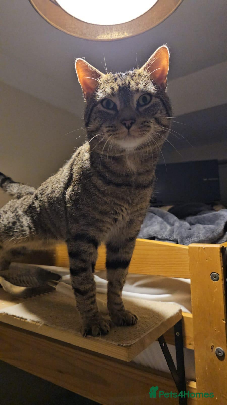 Mixed Breed cats Gentle 10 month rescue MaleCat Needs ❤️Home Urgent - Advert 1