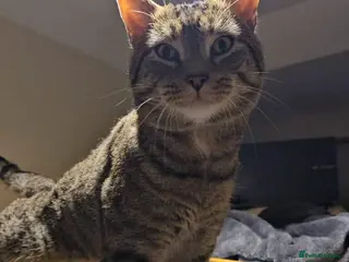 Mixed Breed cats Gentle 10 month rescue MaleCat Needs ❤️Home Urgent - Advert 1