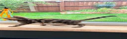 Bengal cats for sale: 🐾 Show quality GCCF Bengal Kittens for Sale 🐾 - Advert 10
