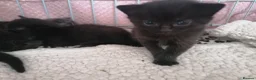Domestic Shorthair cats for sale: 3 adorable kittens for sale  - Advert 20